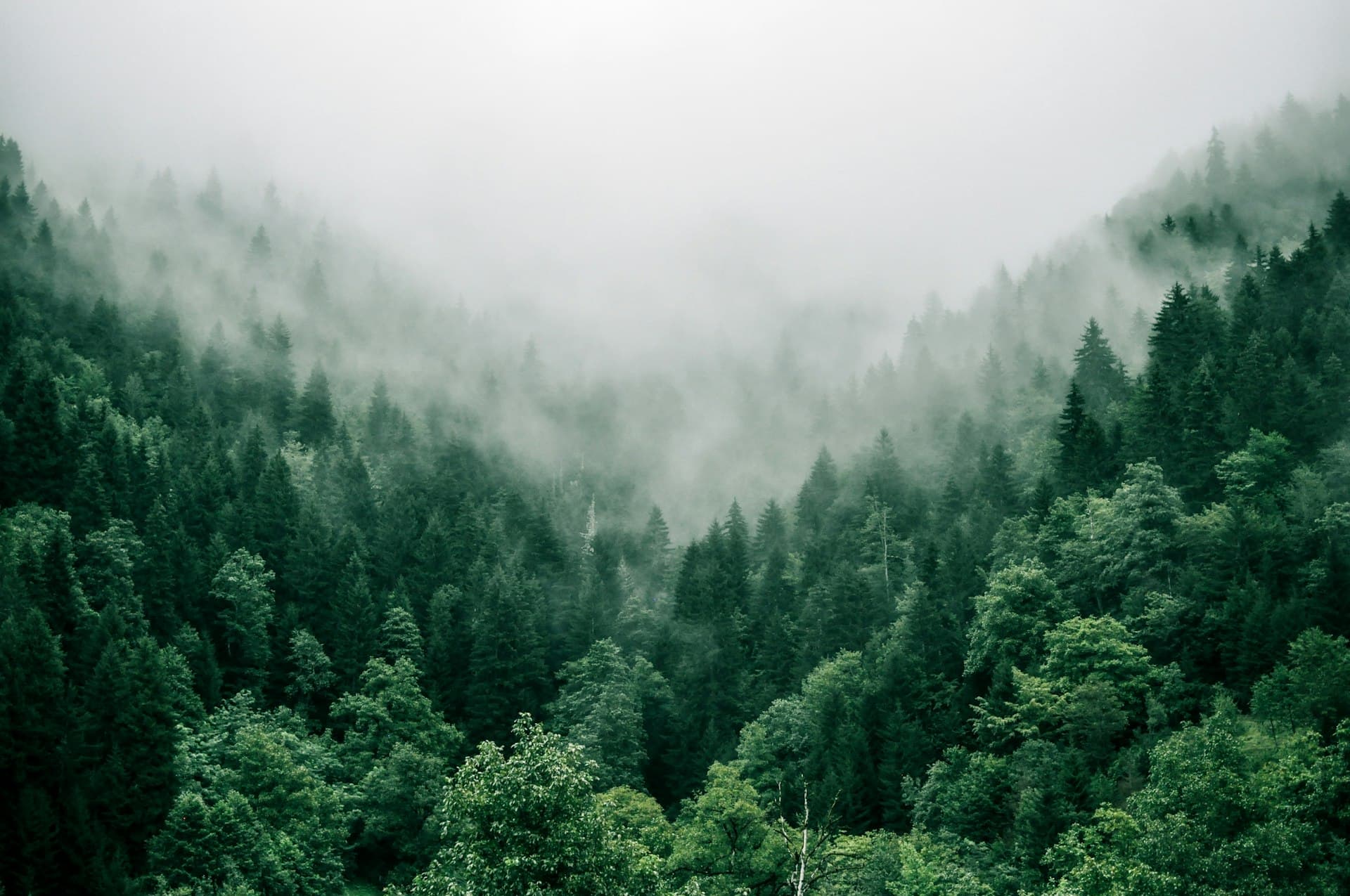 Misty evergreen forest evoking long-term stewardship and enduring strategy